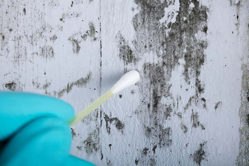Close-up Of Person's Hand Holding Cotton Bud To Get Mold Samples From Wall